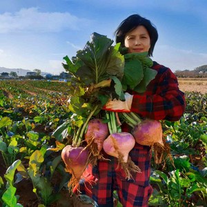 *(최상품) 순무 (무청별도서비스) 5kg 10kg 18kg 연미농장, 강화 꿀순무10kg, 1박스