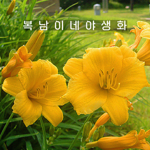 애기원추리 스텔라 [4포트 복남이네야생화 모종 백합 나리 데이릴리 daylily], 4개