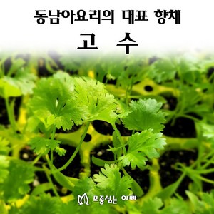 [모종심는아빠] 동남아요리 대표 향채 고수, 모종6포트, 6개