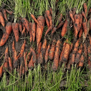 국내산 맛있는 흙당근 1kg 3kg 5kg 10kg, 3kg(왕), 1개