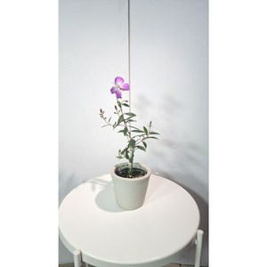 서비내 티보치나 Tibouchina uvilleana 야생화 예쁜꽃 감성식물 인기식물, 1개, .