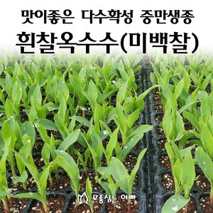 [모종심는아빠] 맛이좋은 다수확성 중만생종 흰찰옥수수 모종, 모종6포트, 1개