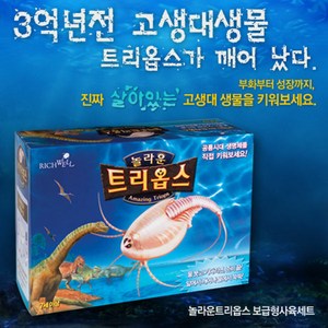 긴꼬리투구새우 키우기-보급형 소(트리옵스/공룡/살아있는화석생물키우기/교육실습용/갑각류/새우/씨몽키), 단일속성, 1개