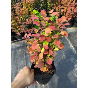[블루밍야생화]바버리 묘목*1/4색묶음-농장직판(4색매자시리즈), 1개, 바버리(카멜레온오렌지)