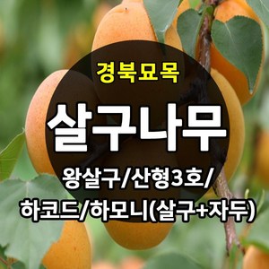 [경북농원] 살구나무 접목묘 특묘 (왕살구/산형3호/하코드/신사대실), 산형3호 접목  상묘, 1개