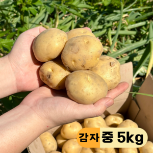 국내산 햇감자, 5kg (중), 1개