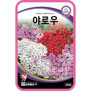 주주씨앗 야로우 씨앗 200립 / 서양톱풀 다년생 꽃씨 허브 꽃씨몰 yarrow 다닥잎톱풀 아킬레아, 1개