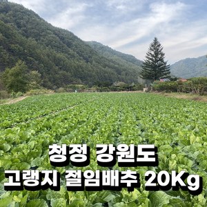 청정 강원 평창 무르지 않는 명품 고랭지 절임배추 20KG 김장 전날 받으세요. 배송메시지에 연락처랑 날짜 입력해 주세요. 주문 확인되면 문자드려요~, 김장 전날 11월 22일 도착, 1박스