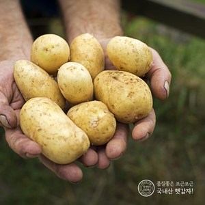 지금수확중 24년 수미 햇 감자 2kg 3kg 5kg 10kg 하우스햇감자 제주감자 간식 수미감자, 3kg (특), 1개