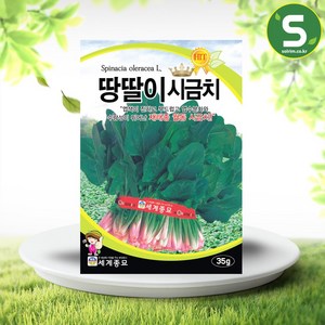 솔림텃밭몰 시금치씨앗 35g 땅딸이시금치 월동시금치 가을재배용, 1개