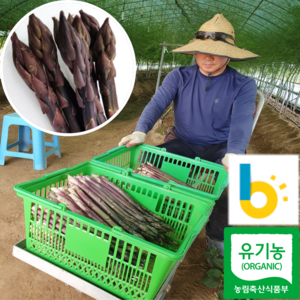 [품질보장] 최상급 유기농 국산 자색 생 아스파라거스, 1개, 200g