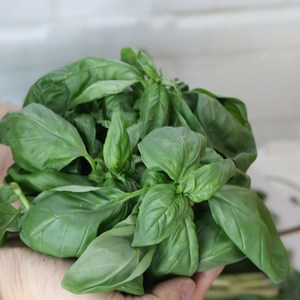 바질 생잎 10g BASIL 페스토 식용허브, 1개