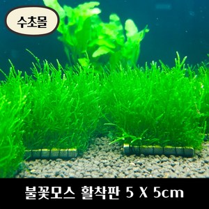 [수초몰] 불꽃모스 5cm X 5cm 활착판 /활착 모스 초보수초 음성수초 활착수초 활착모스 모스활착 피규어모스 화산석활착 구피 새우 수초맛집 피규어활착 피규어 모스볼, 3개, 3개