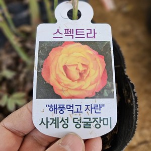 [새싹에서 나무까지] 사계 줄장미 (스펙트라) 개화주 (포트묘), 1개, 스펙트라 개화주 포트