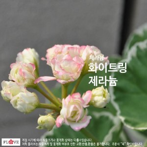 화이트링제라늄, 1개