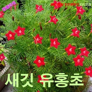 팝플라워 새깃유홍초-빨강 씨앗 50립, 1개