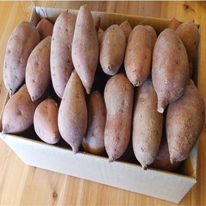 해남 황토밭 호박 꿀 고구마 3kg5kg10kg, 1박스, 꿀고구마5kg(특상)개당100g-300g