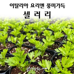 [모종심는아빠] 이탈리아 요리에는 풍미가득한 셀러리, 모종1컵, 1개