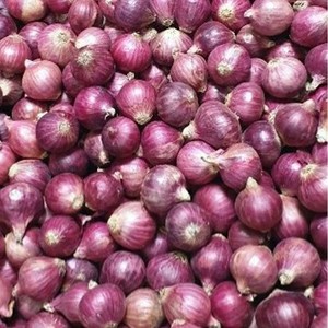 샬롯 (Shallot) 보라샬롯, 1팩, 1개