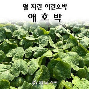 [모종심는아빠] 덜 자란 어린호박 애호박 모종, 모종5개