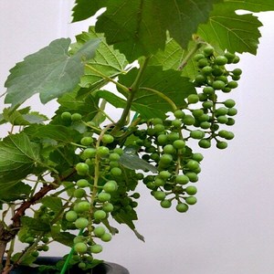 [용이네 화원] 송알송알 머루나무 179 농원, 1개