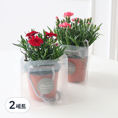 [로켓프레시] 모리앤 카네이션 화분 2종 세트 + 쇼핑백