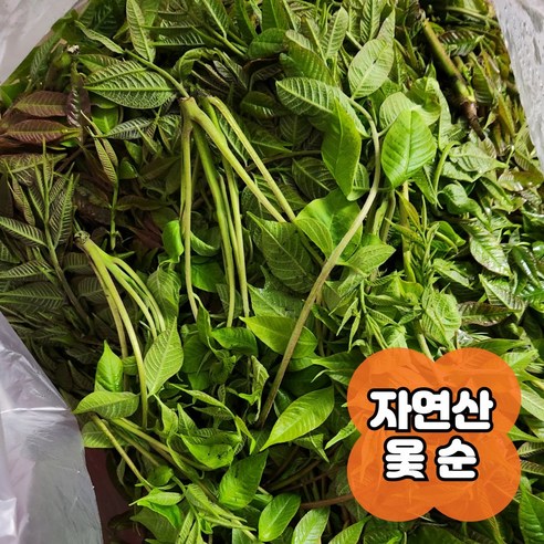 [자연산] 산지직송 제철나물 봄나물 산나물 옻순 1키로 옻나무순