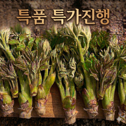 [두릅시즌오픈] 봄향기 가득한 자연산 참두릅