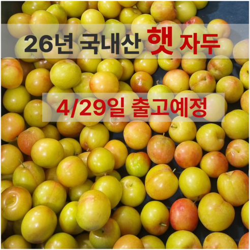 고당도 햇 하우스 자두 경북 산지직송, 1박스, 중과 / 300g x 5팩 (팩당 4-6과)