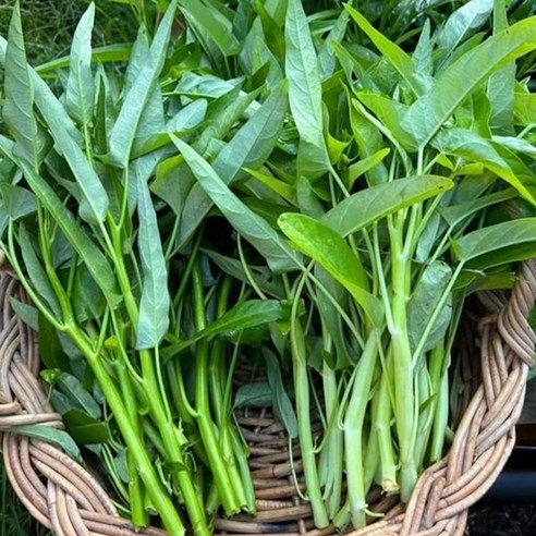 공심채 모닝글로리 Rau Muong 신선 채소 볶음요리용 동남아 채소 당일수확, 1박스, 500g