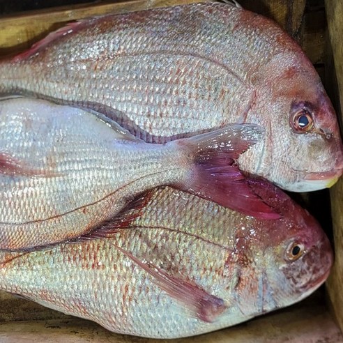 자연산 참돔 2kg(6미내외)