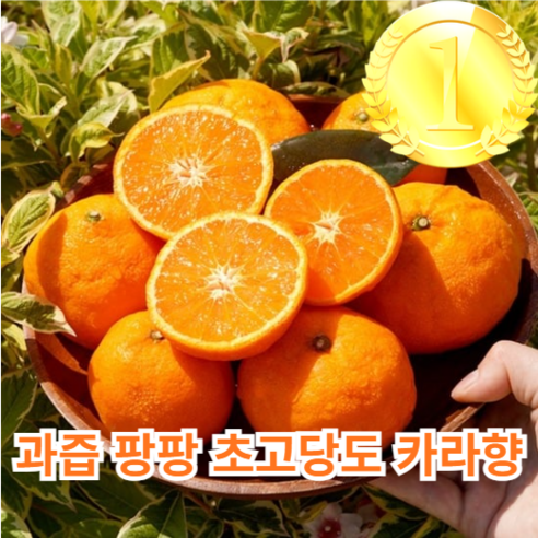 [당일선별] 제주 카라향 고당도 프리미엄 감귤