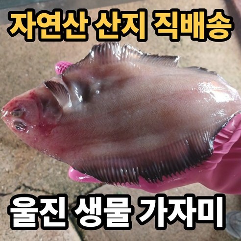 [울진 직배송] 자연산 생물 가자미 물가자미 기름가자미 미주구리