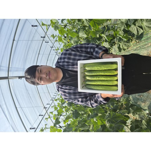 [산지직송 당일발송] 예스팜 백다다기 오이 오이지오이 소박이오이 양주오이2kg