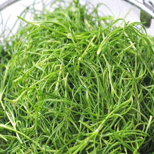 비금도 세발나물 500g 1kg 2kg 봄나물 제철나물, 500g, 1박스