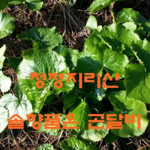 곤달비,지리산곤달비 솔향품은 곤달비 600g 1kg선택, 1개, 1kg