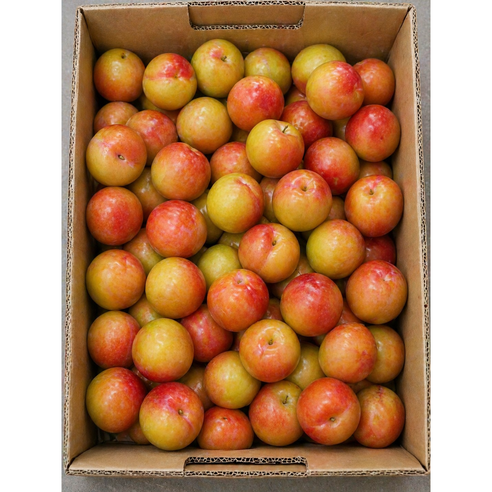 [산지직송] 경산 하우스 자두 5월 첫수확 하우스 자두 중과 (팩당 4-6과), 1개, 300g(중과)