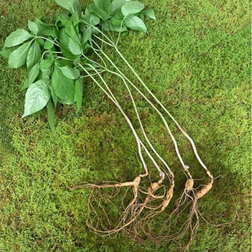 산들 산양산삼 9-10년근 15뿌리 1세트, 잎대삼 오리지널 자연산 산삼 강원도횡성 산삼 산양삼 장뇌삼 부모님선물, 9-10년근, 15뿌리