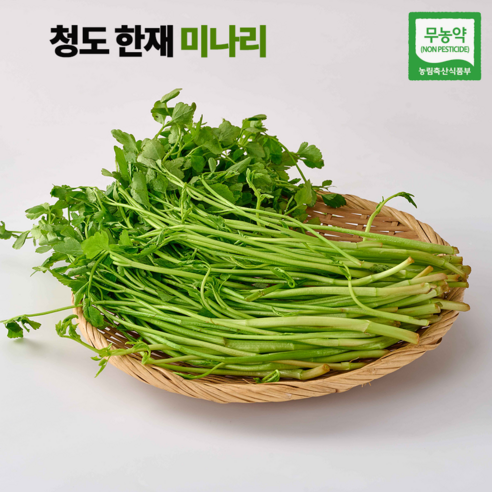 [한정물량]국내산 무농약 청도 한재 미나리 특품 산지직송 당일수확1kg, 1개, 1.5kg