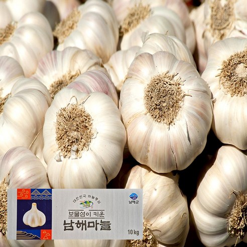 남해군농협 햇 마늘 특등급 상등급 보통급 국산 통마늘 피마늘 남도마늘 제철 채소 저장용 김장 요리 (D)