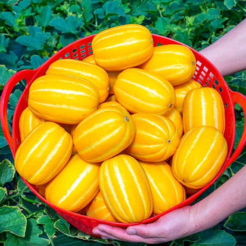[파격초특가] 산지선별 초고당도 가정용 성주참외, 1박스, 5kg (대과)
