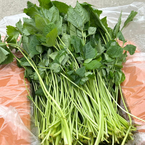 대아프레시 야채 아저씨네 국내산 산지직송 신선 향긋한 참나물 300g 500g 1kg 2kg 4kg, 1박스, 500g