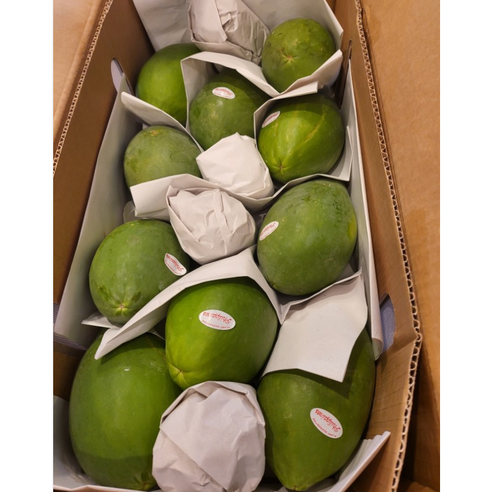 판매자추천 그린 파파야 1kg(2과) 5kg (8-12과) 필리핀 파파야과일 그린파파야 수입과일 동남아과일 필리핀과일 동남아열매 파파야열매 best