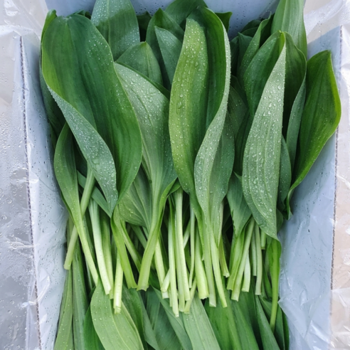 프리미엄 강원도 명이나물 산마늘 당일수확 산지직송 1kg