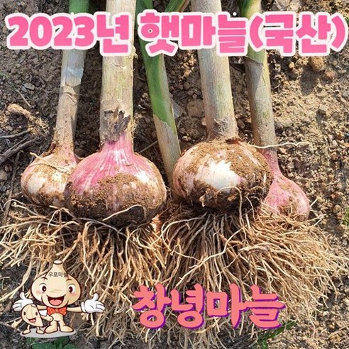 25년 국산 창녕 햇마늘 직접재배 대서마늘 저장 장아찌 통마늘 상 중 하 10kg