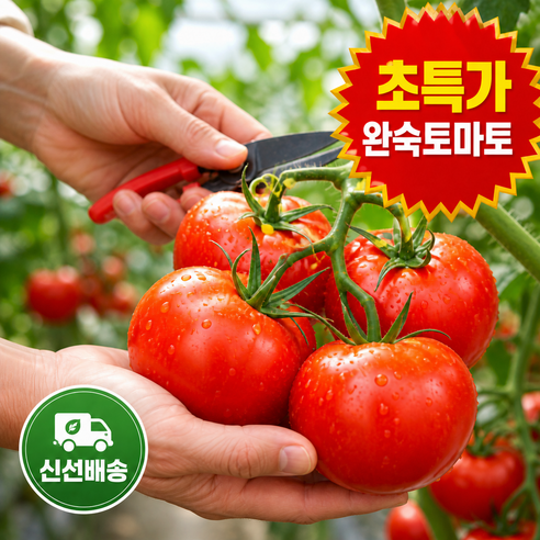 [7차반값완판초특가]리스현새벽시장완숙토마토 초특가 신선보장 당일발송