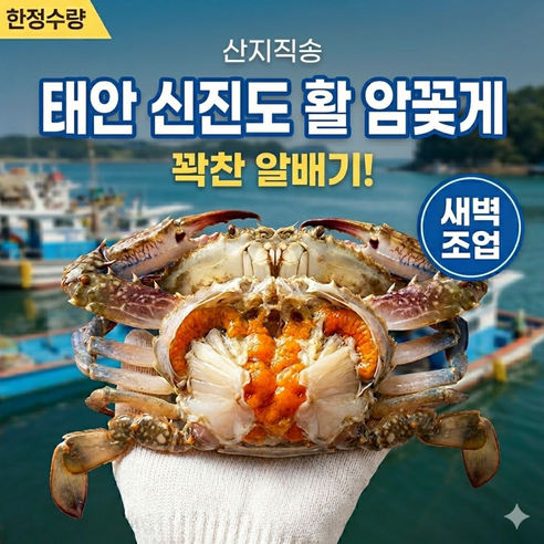 [태안 신진도] 알배기 암꽃게 kg당 4-6미 명품 활꽃게