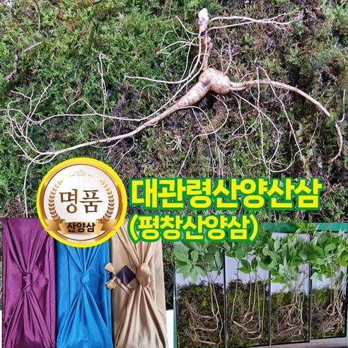 [대관령산양산삼] 한국명품 토종산삼 산양삼 산양산삼 야생산삼 장뇌삼 추석선물 명절선물 건강선물 고급선물 평창산양삼 씨앗산삼 정품 10년산 5뿌리