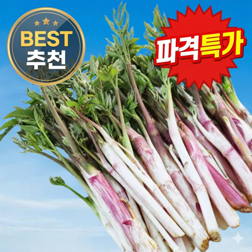 [재주문1위] 산지직송 엄나무순 땅두릅 두릅