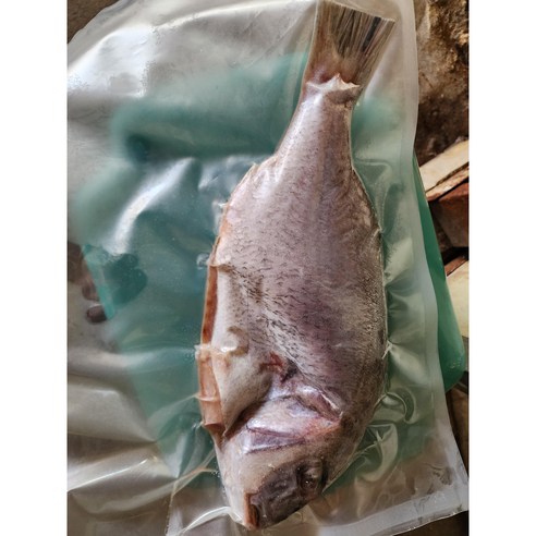 완도 자연산 도미 참돔 (30cm전후 , 500-600g) 제사상 제수용 반건조 찜용 구이용 1마리
